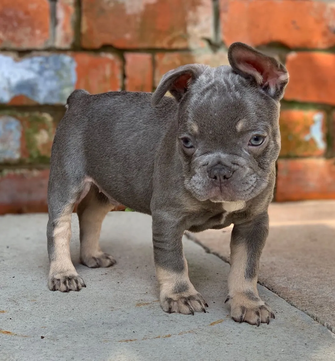 Hermosos cachorros de Bulldog Francés