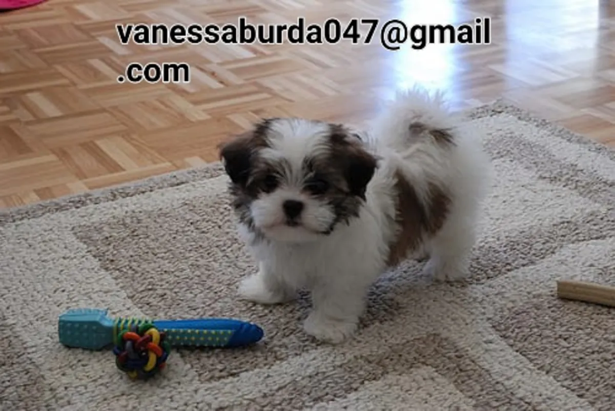 Sweet Shih Tzu puppy ( please contact me via email on photos)