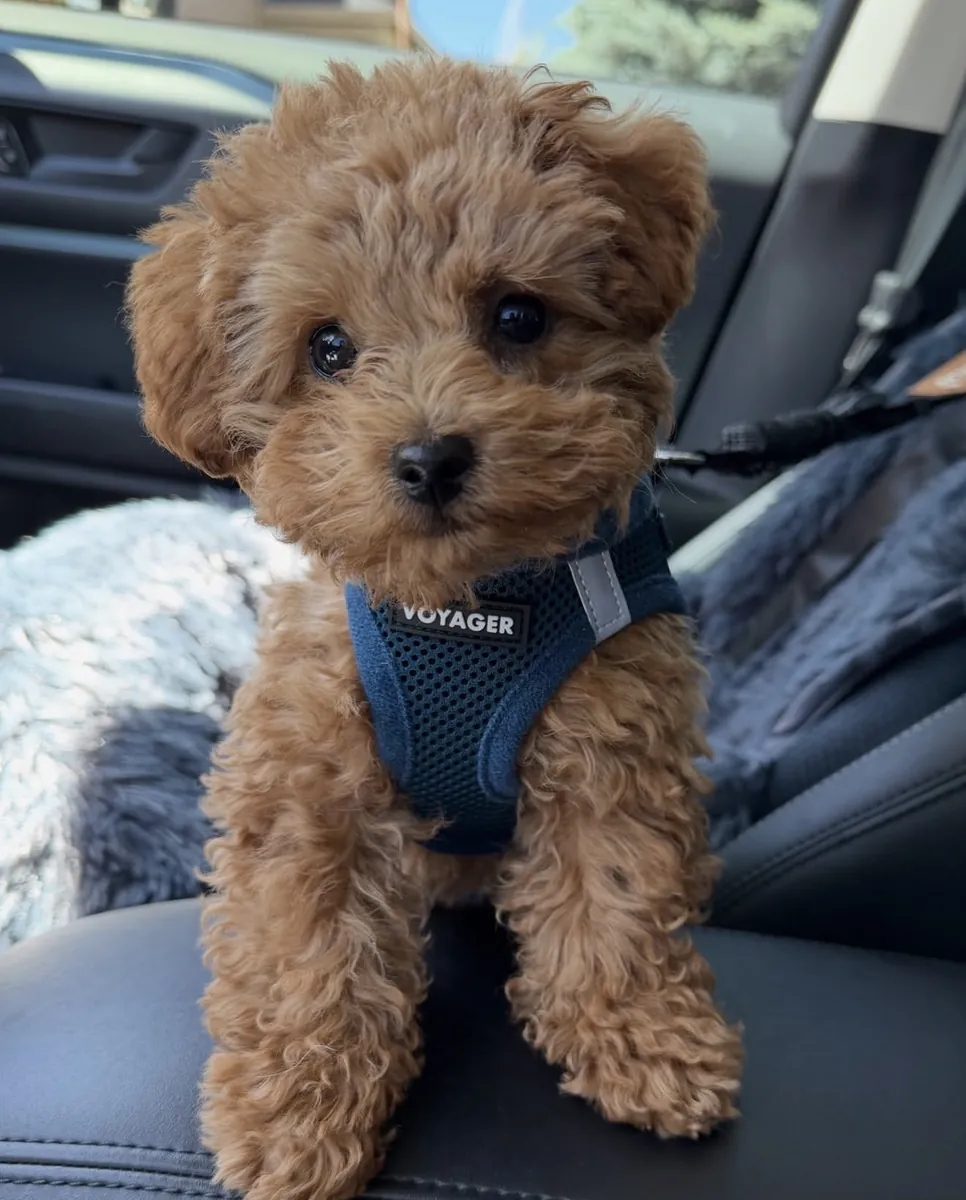 Toy poodle puppies ready for new amazing homes 