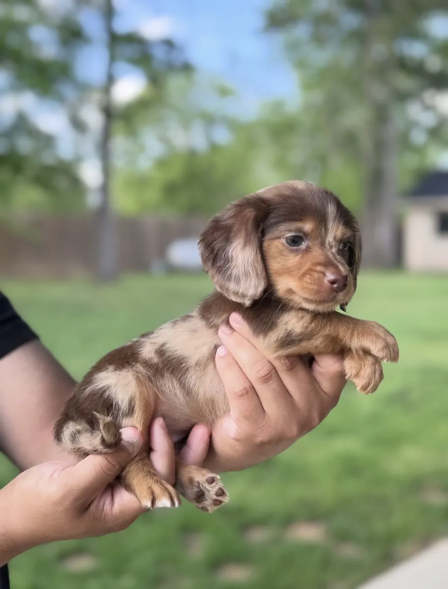 Get a dachshund puppy for your loving home 