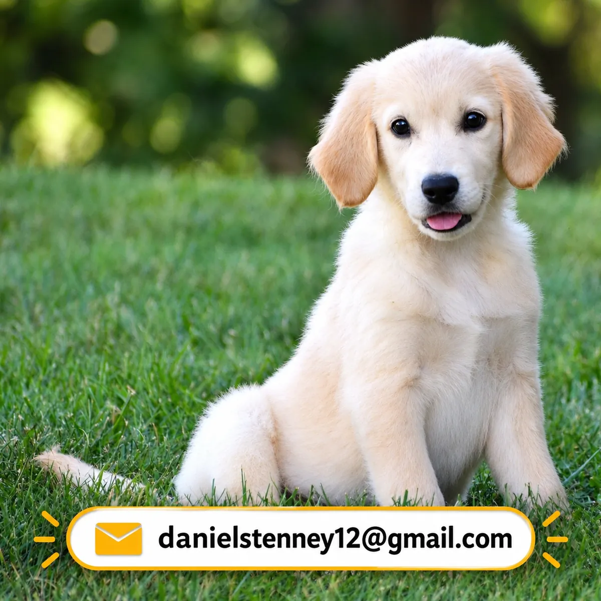 Golden Retriever Puppy