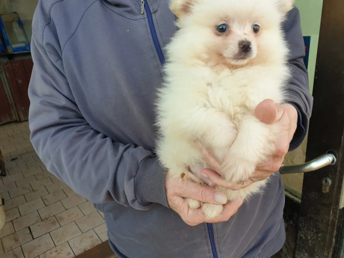 Angebot: Pomeranian-Welpen