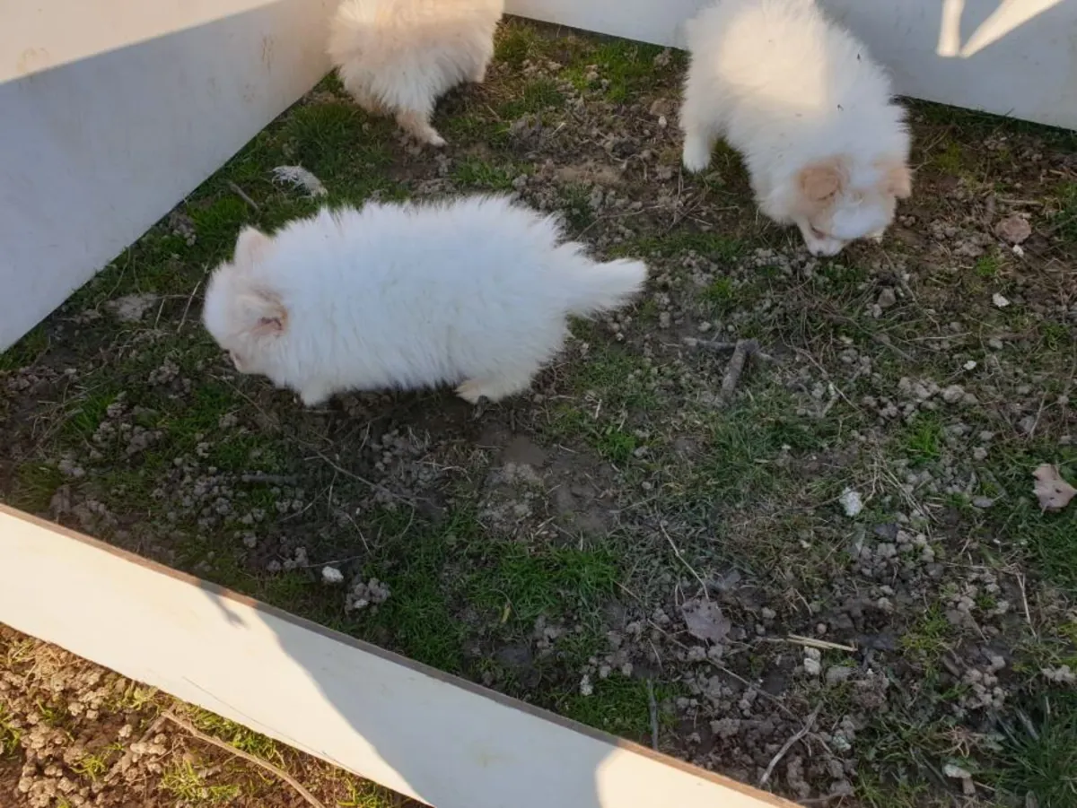 Angebot: Pomeranian-Welpen
