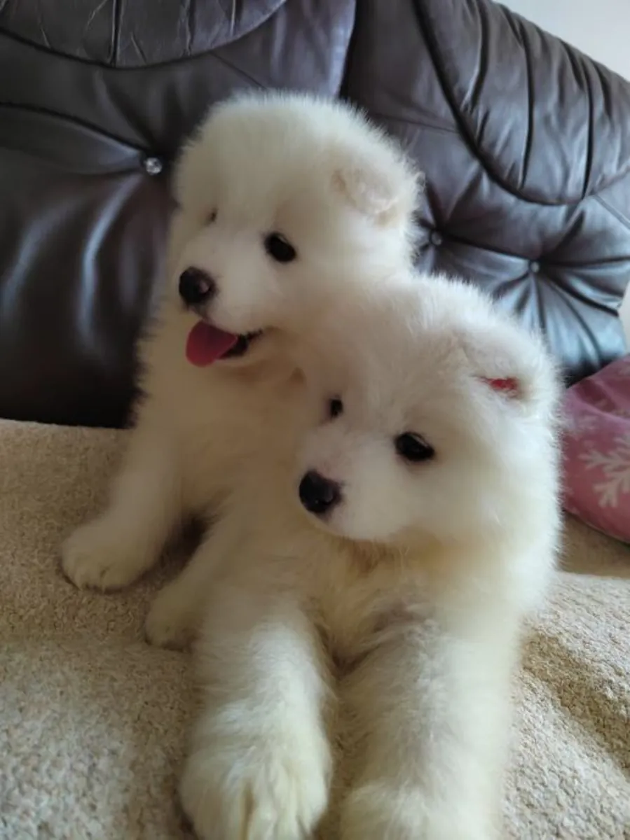 Magnifiques chiots Samoyède