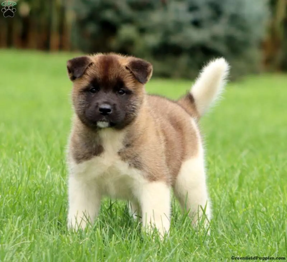 秋田犬幼崽