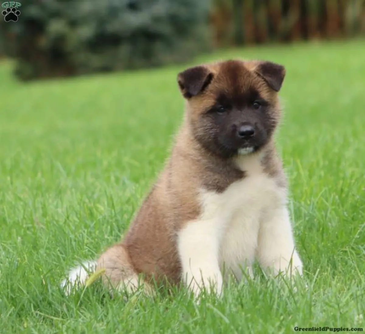 秋田犬幼崽