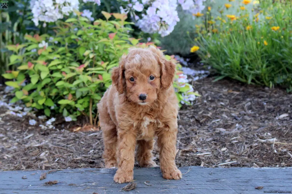 迷你澳大利亚牧羊犬幼犬