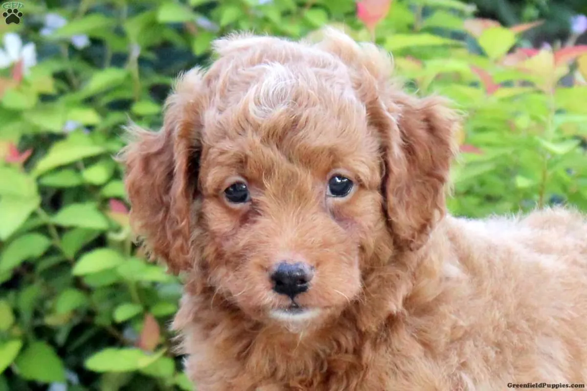 迷你澳大利亚牧羊犬幼犬
