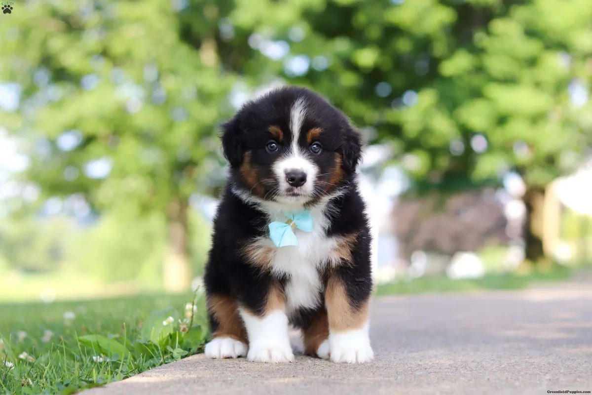 Cachorro de pastor australiano miniatura