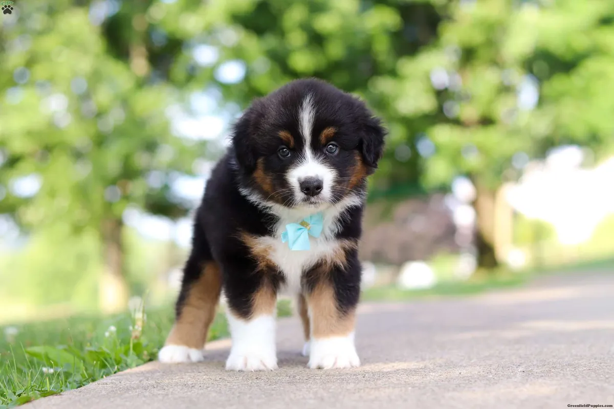 Cachorro de pastor australiano miniatura