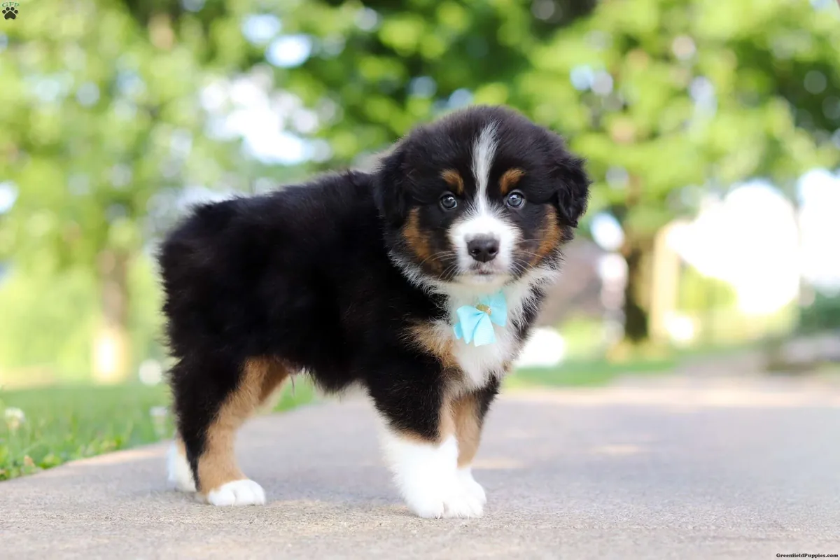 Cachorro de pastor australiano miniatura