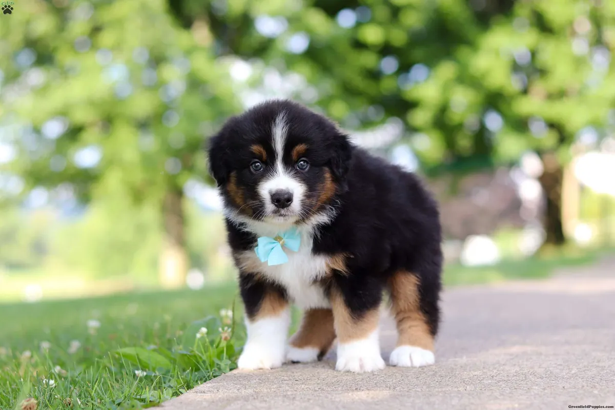 Cachorro de pastor australiano miniatura