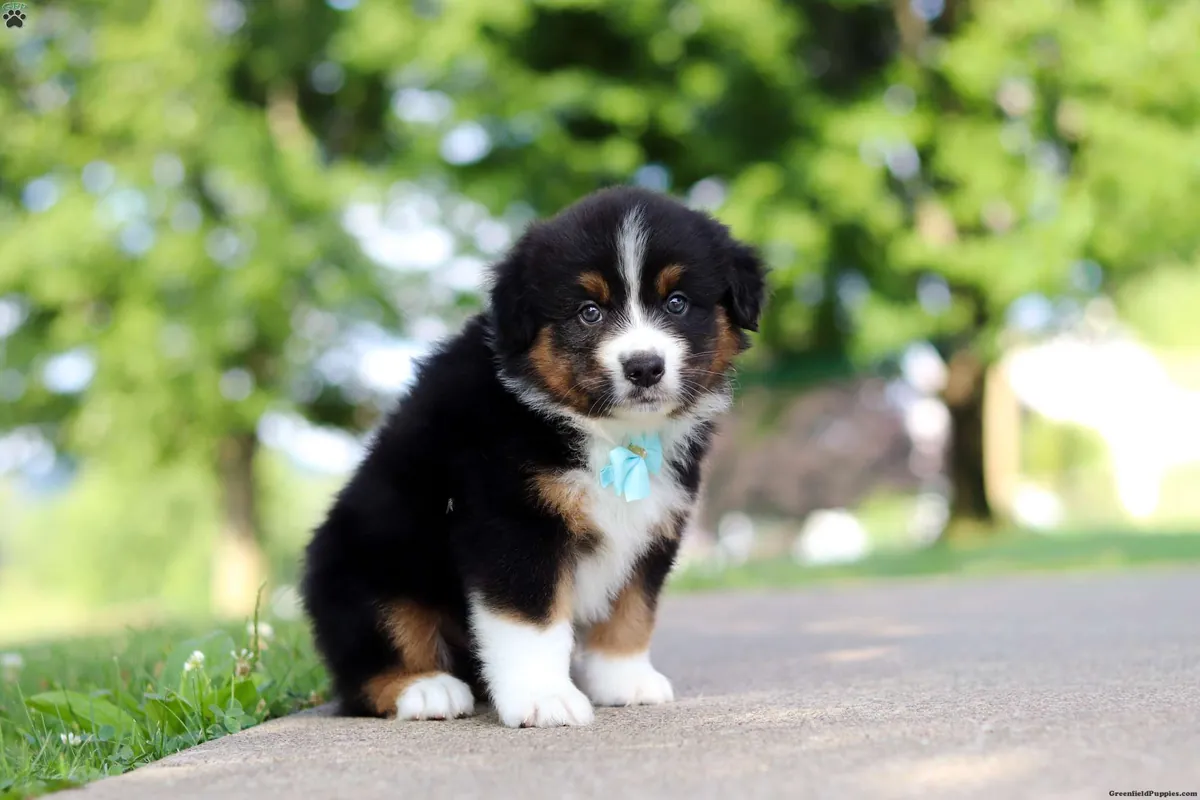 Cachorro de pastor australiano miniatura