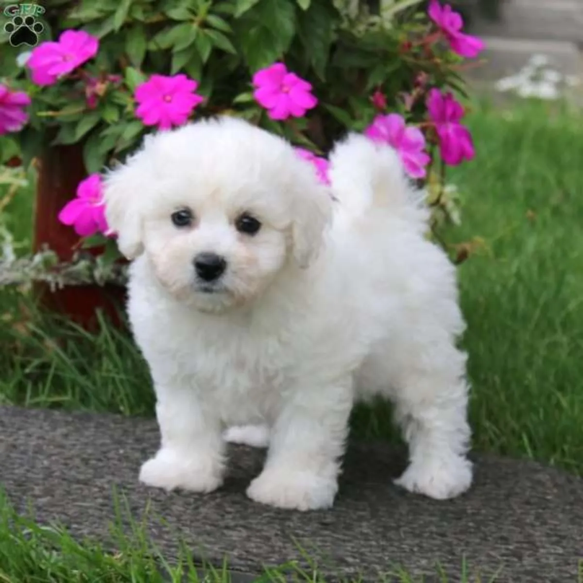 比熊犬幼犬