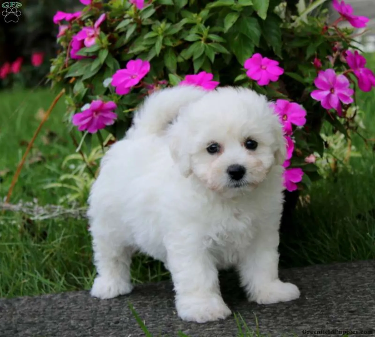 比熊犬幼犬
