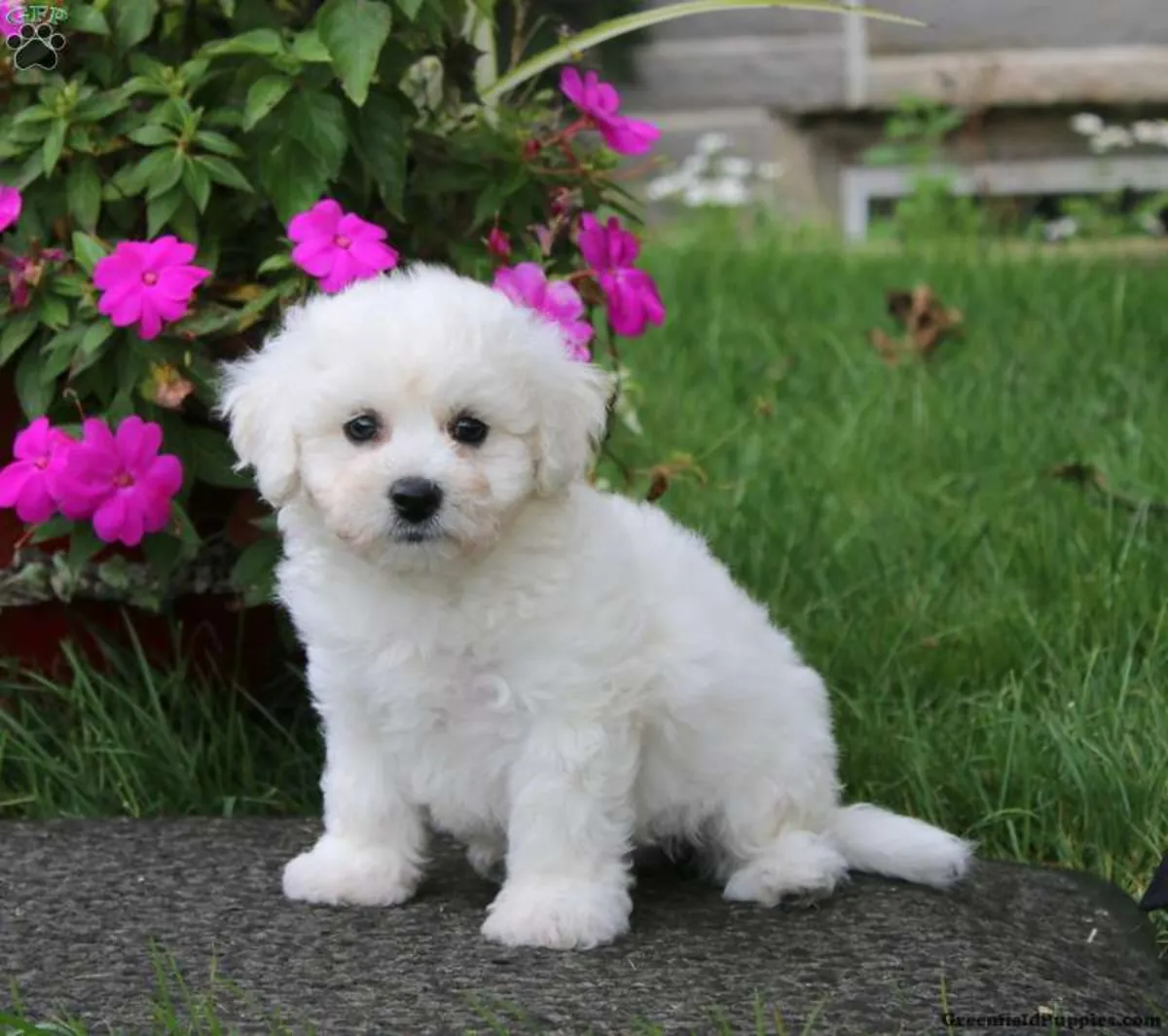 比熊犬幼犬