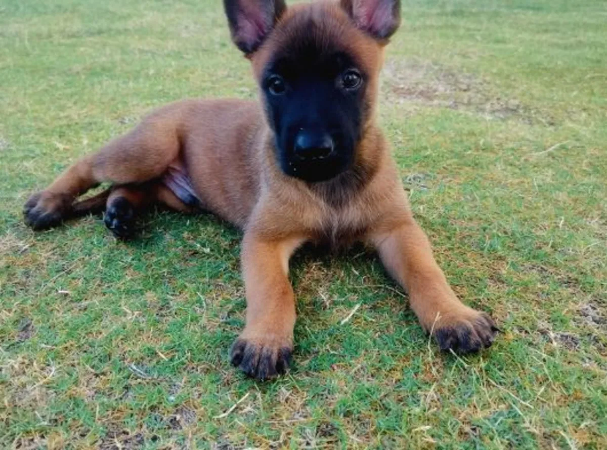 Belgian Shepherd puppies for sale.