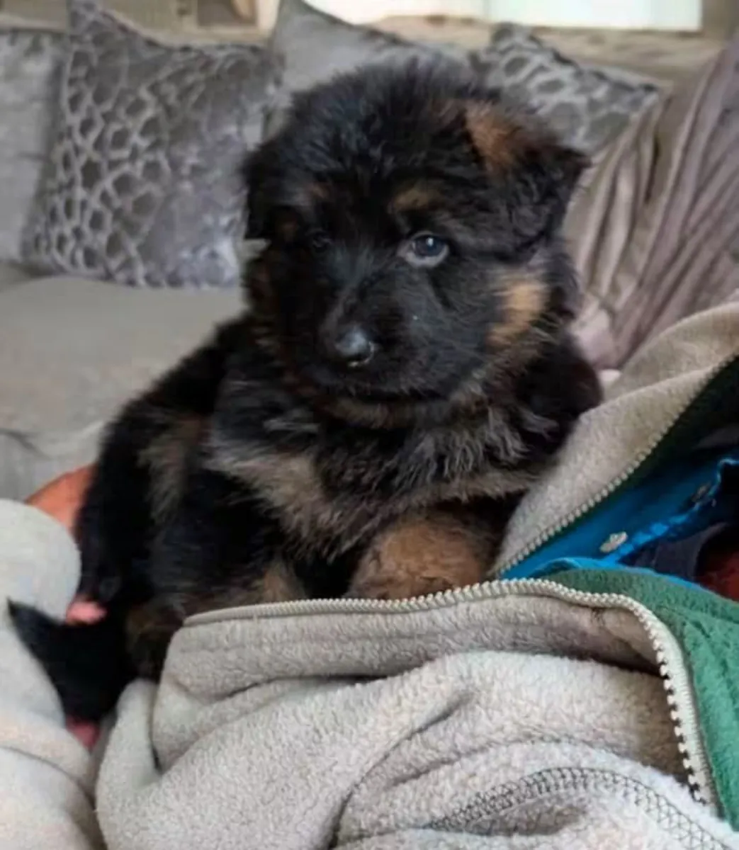 待领养的德国牧羊犬