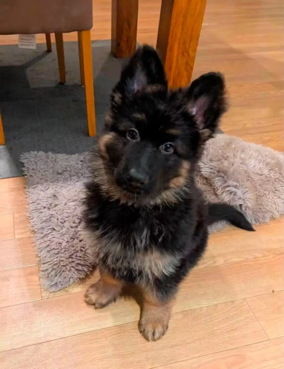 待领养的德国牧羊犬