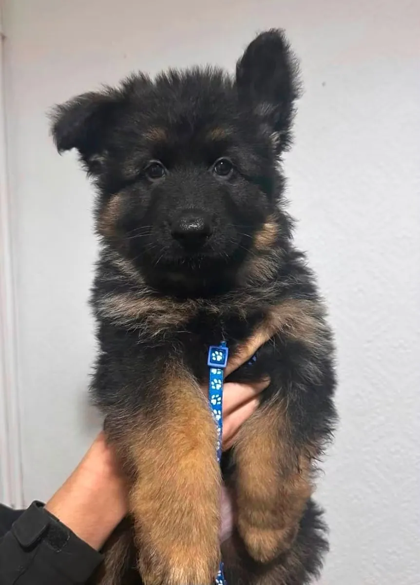 待领养的德国牧羊犬