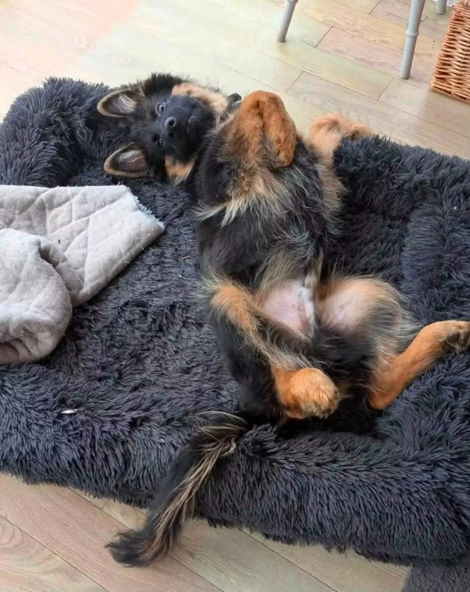 德国牧羊犬准备好寻找永久的家