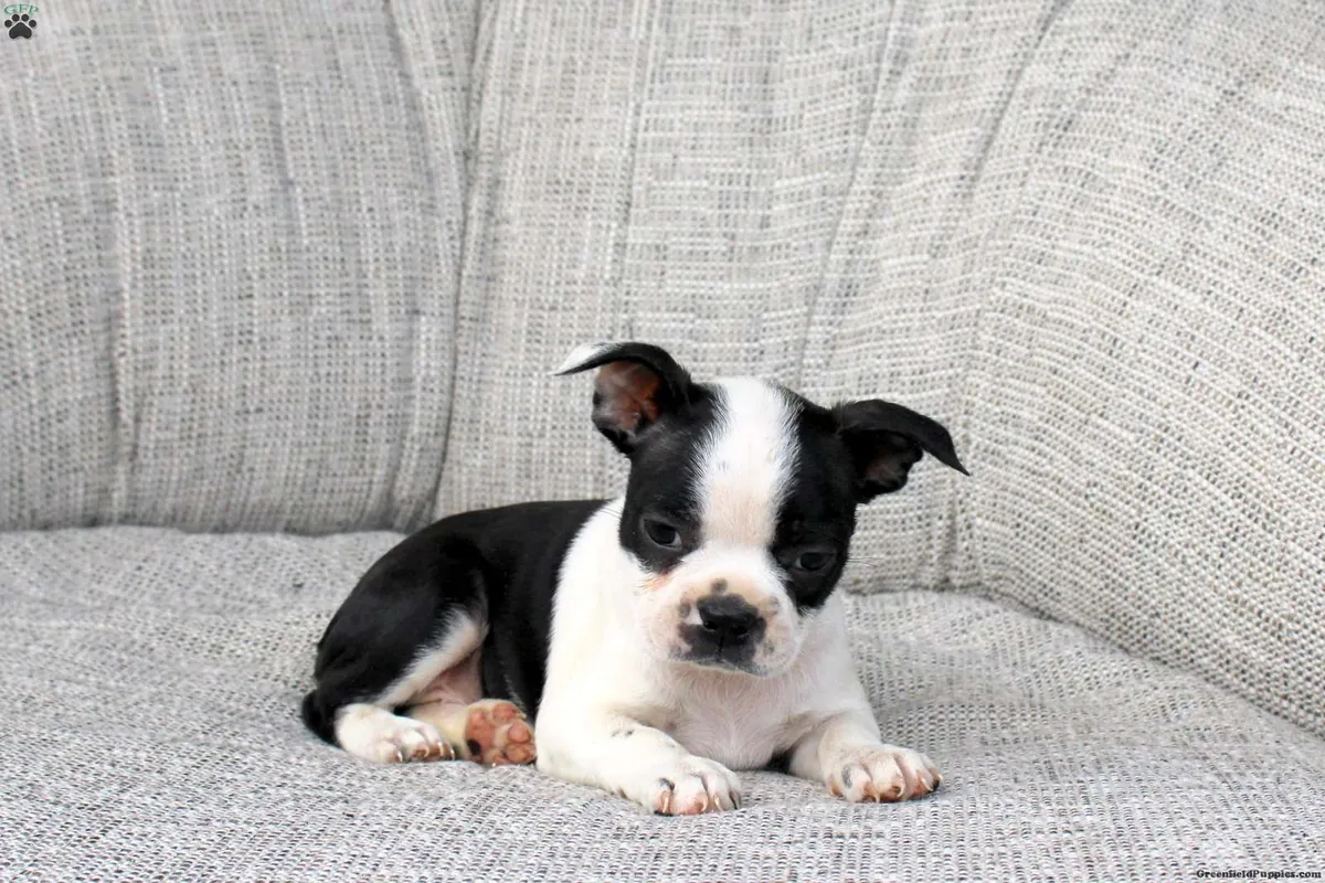 Cachorro de Boston Terrier