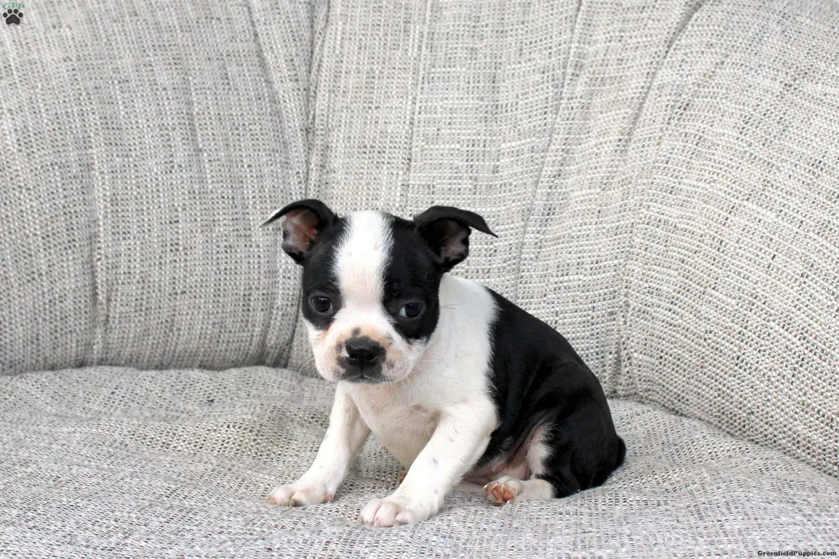 Cachorro de Boston Terrier