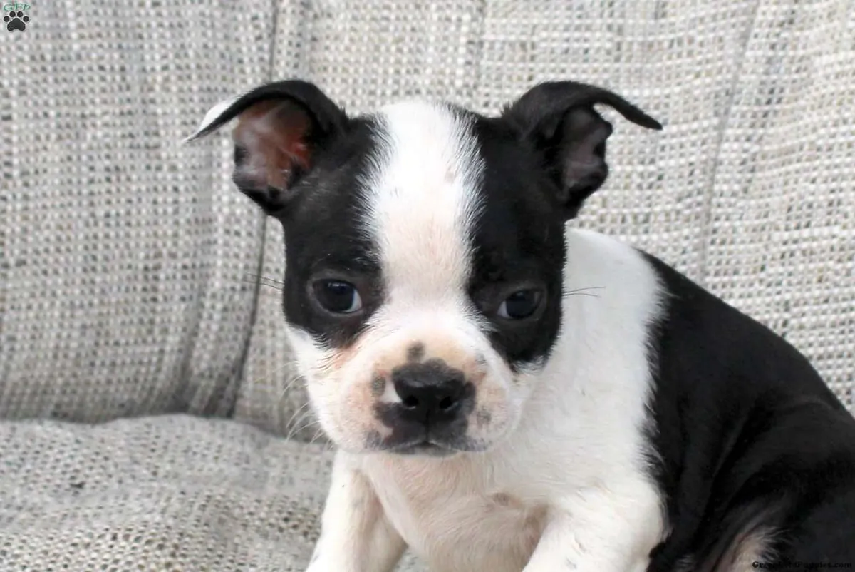 Cachorro de Boston Terrier