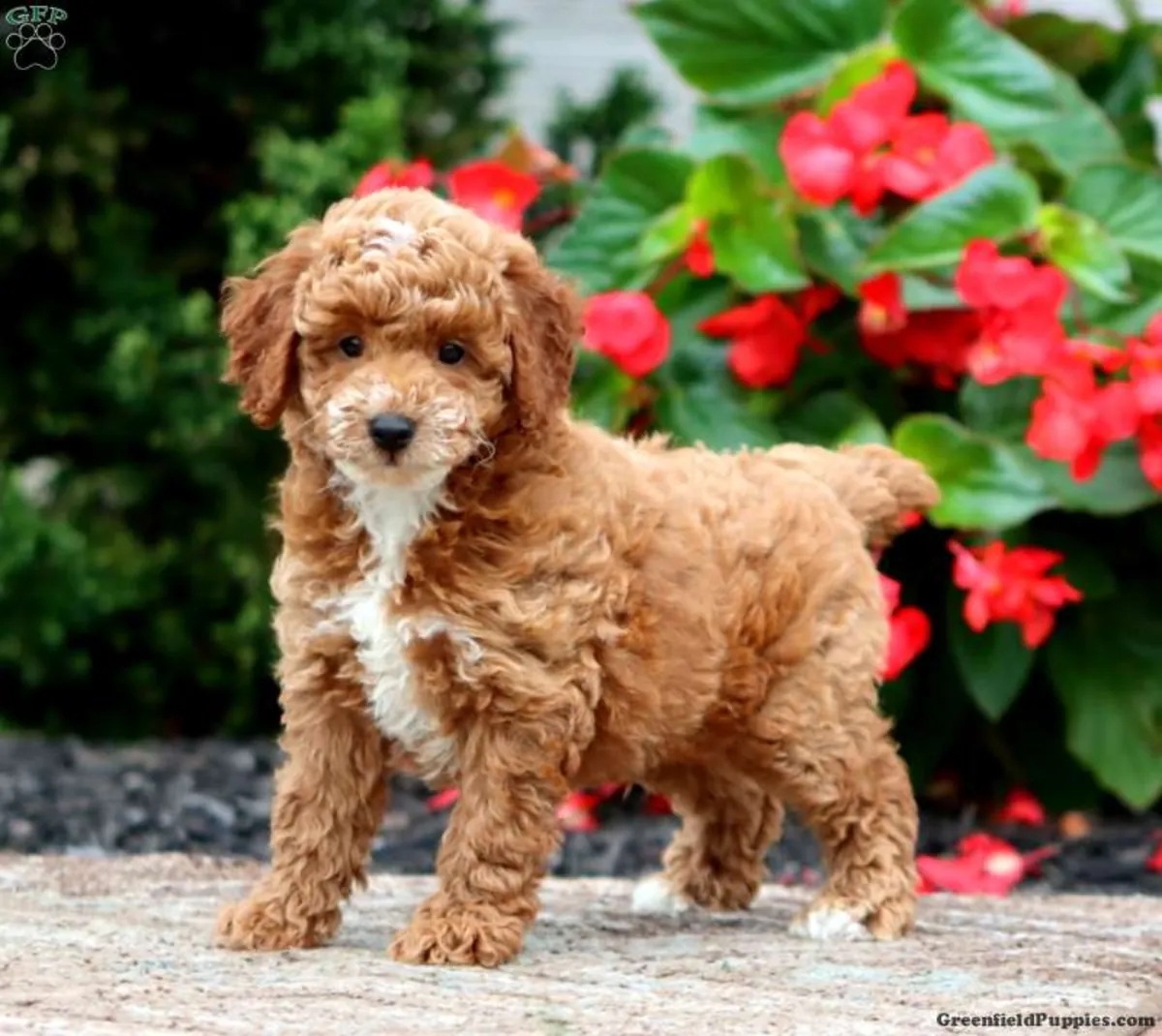 le chiot caniche miniature le plus heureux