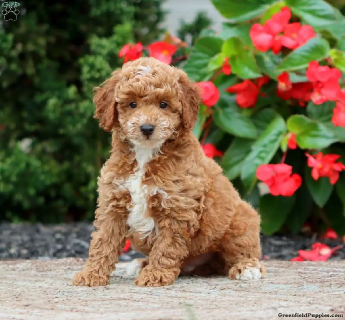 le chiot caniche miniature le plus heureux