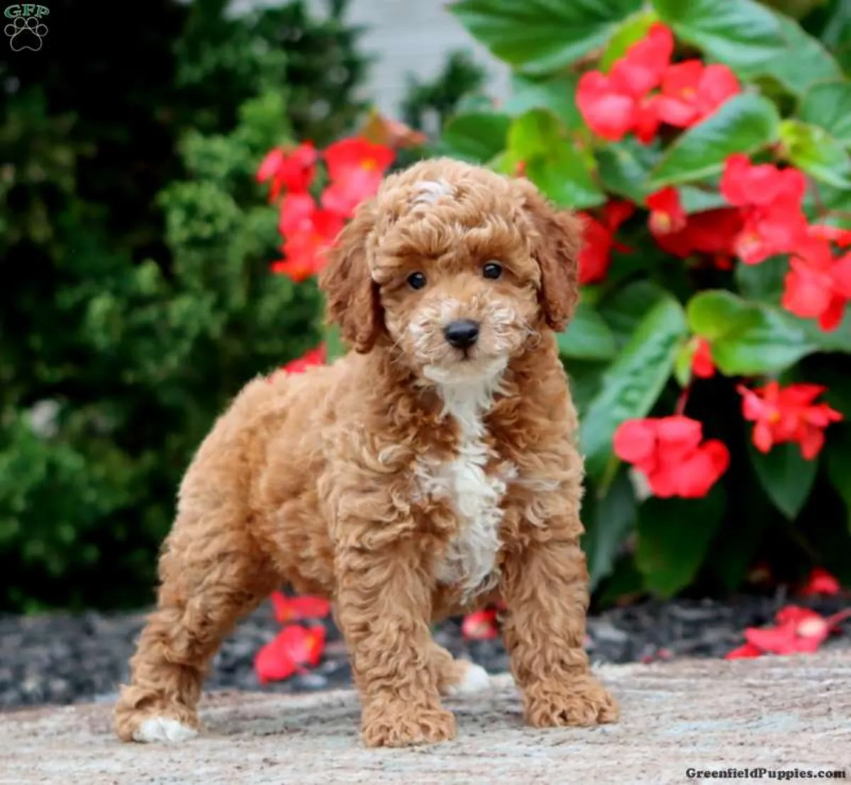 le chiot caniche miniature le plus heureux