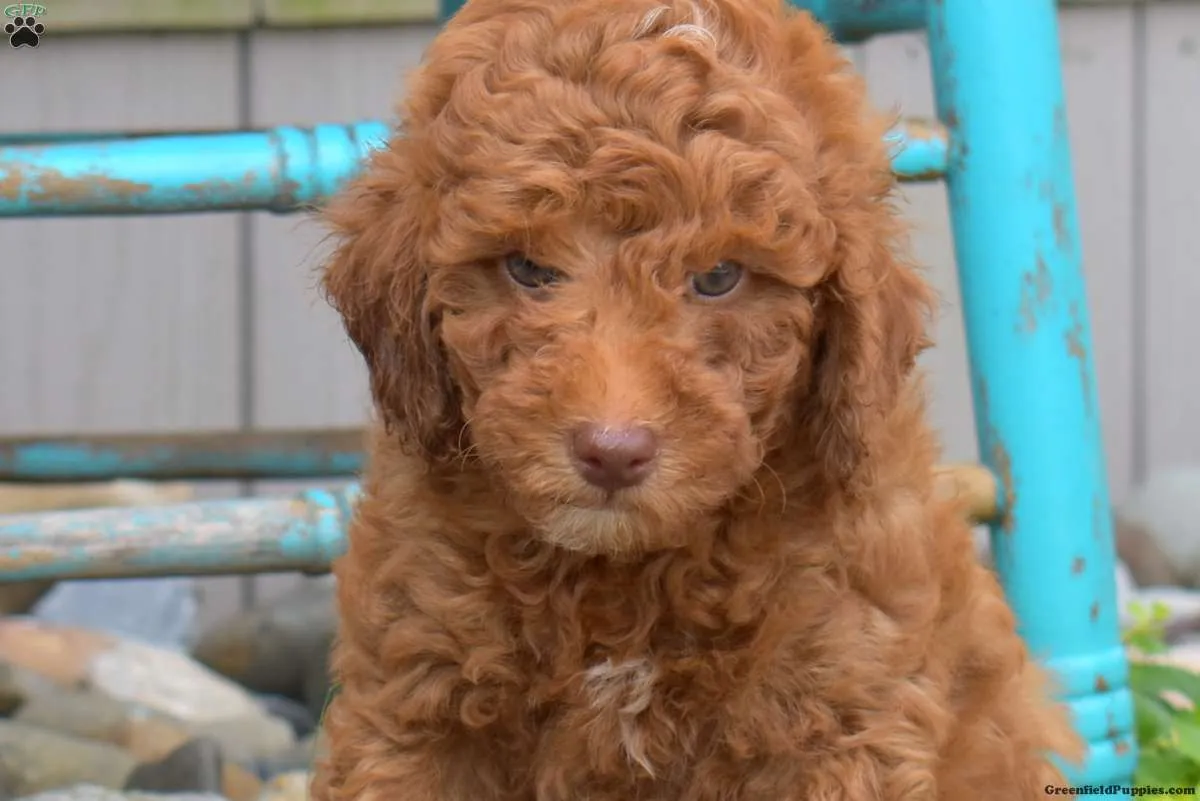 Cachorrito de caniche miniatura súper lindo,