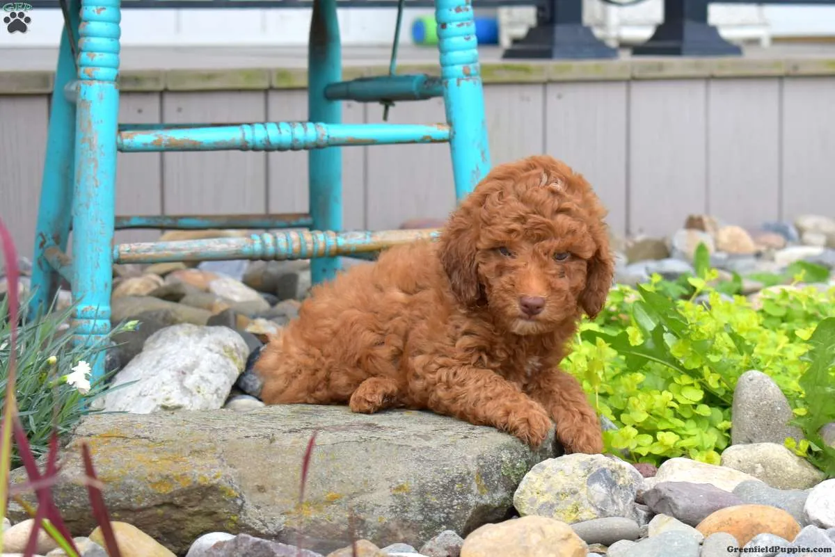 Cachorrito de caniche miniatura súper lindo,