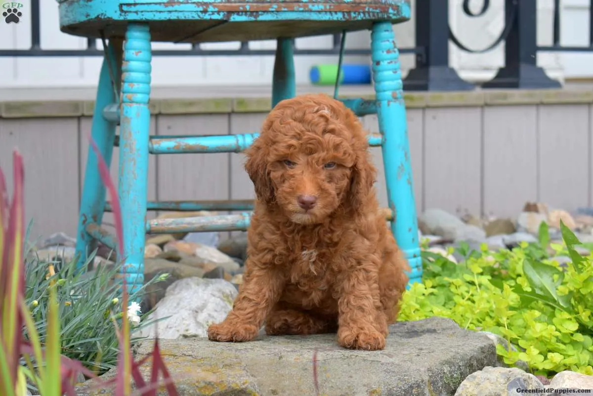 Cachorrito de caniche miniatura súper lindo,