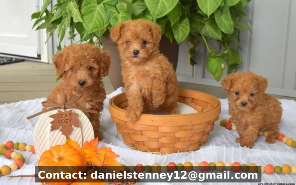 Toy Poodle puppies