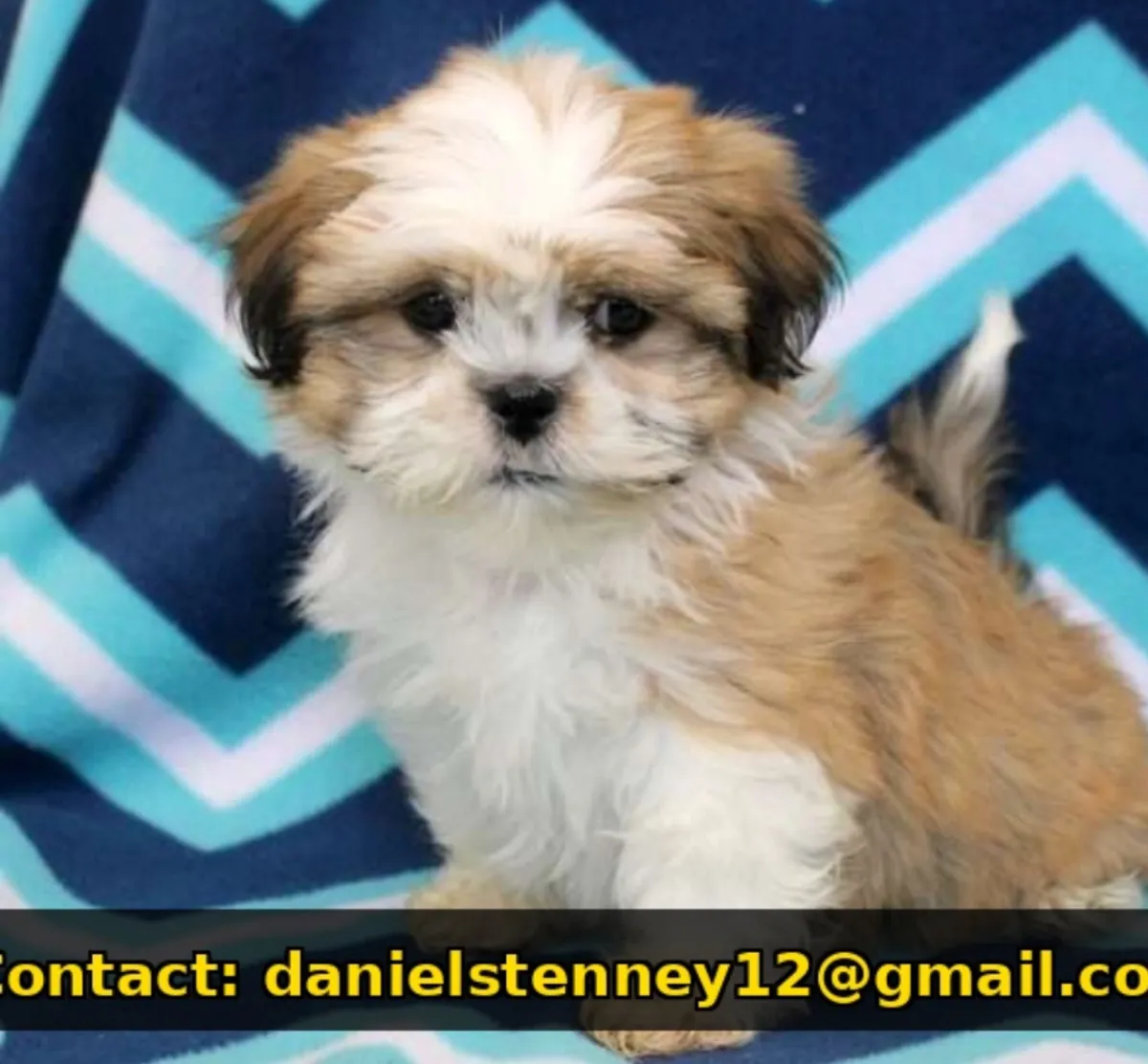 kabaran Shih Tzu yavrusu