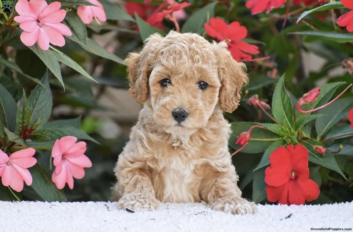 una adorable camada de 5 cachorros Mini Goldendoodle