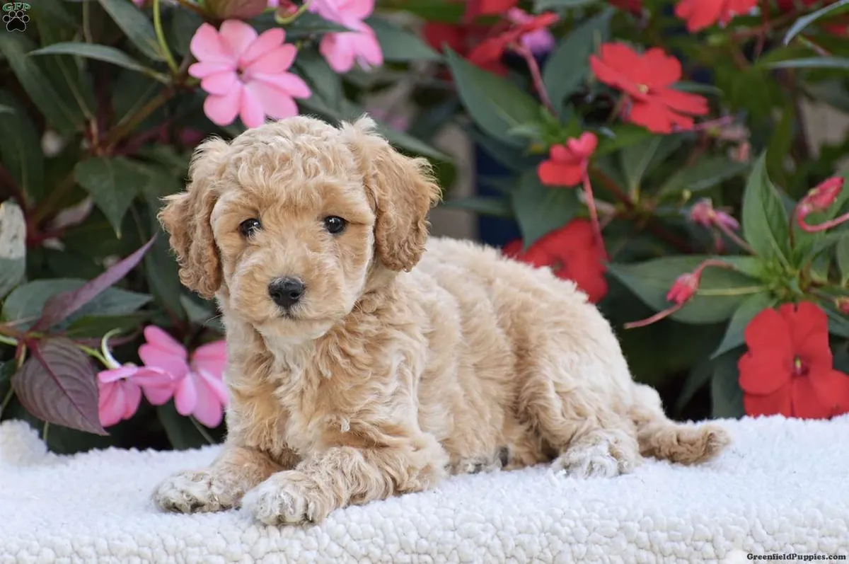 una adorable camada de 5 cachorros Mini Goldendoodle