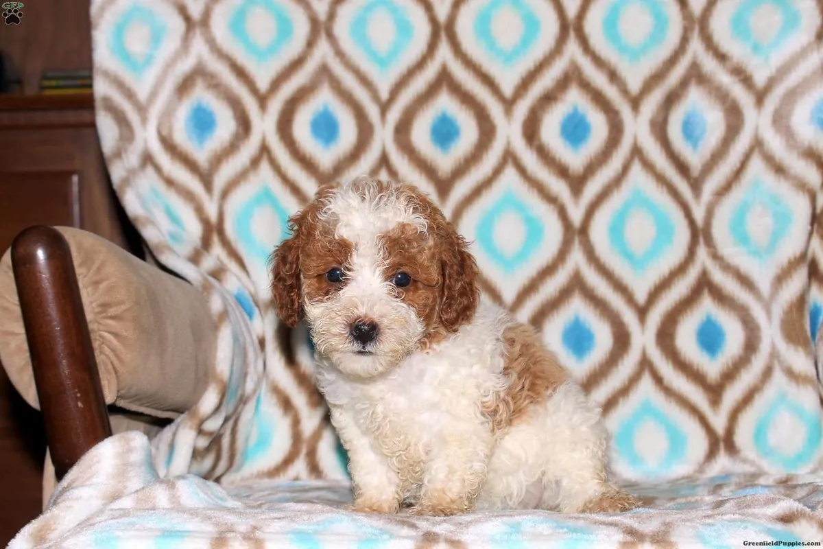 Le chiot caniche miniature a subi un examen vétérinaire.