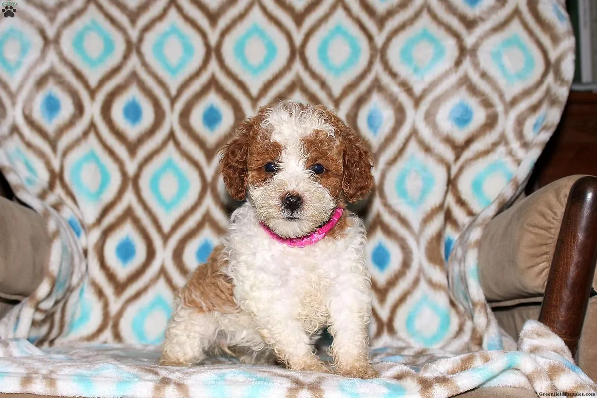Le chiot caniche miniature a subi un examen vétérinaire.