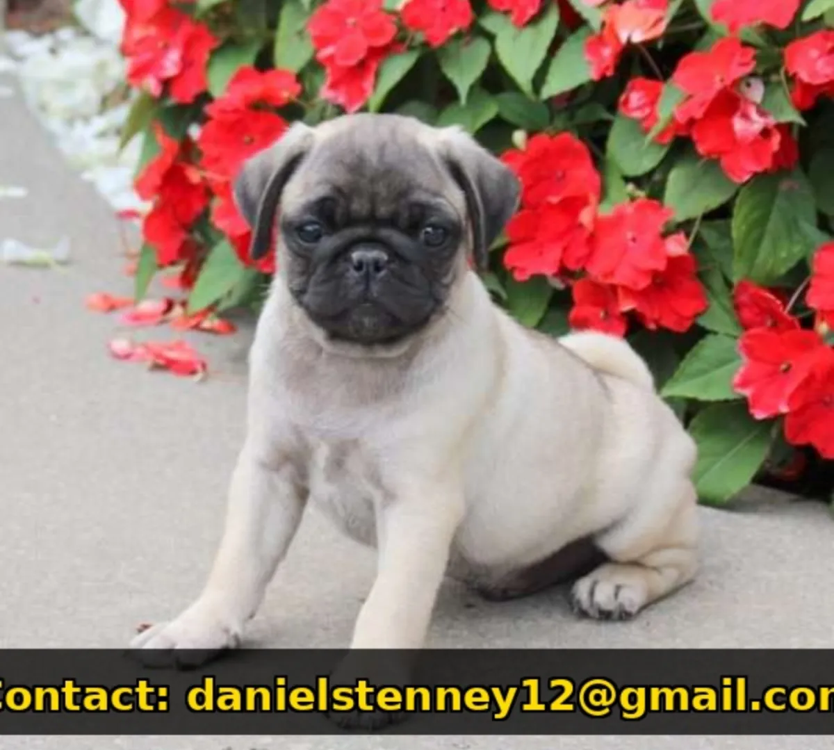 cute Pug puppy