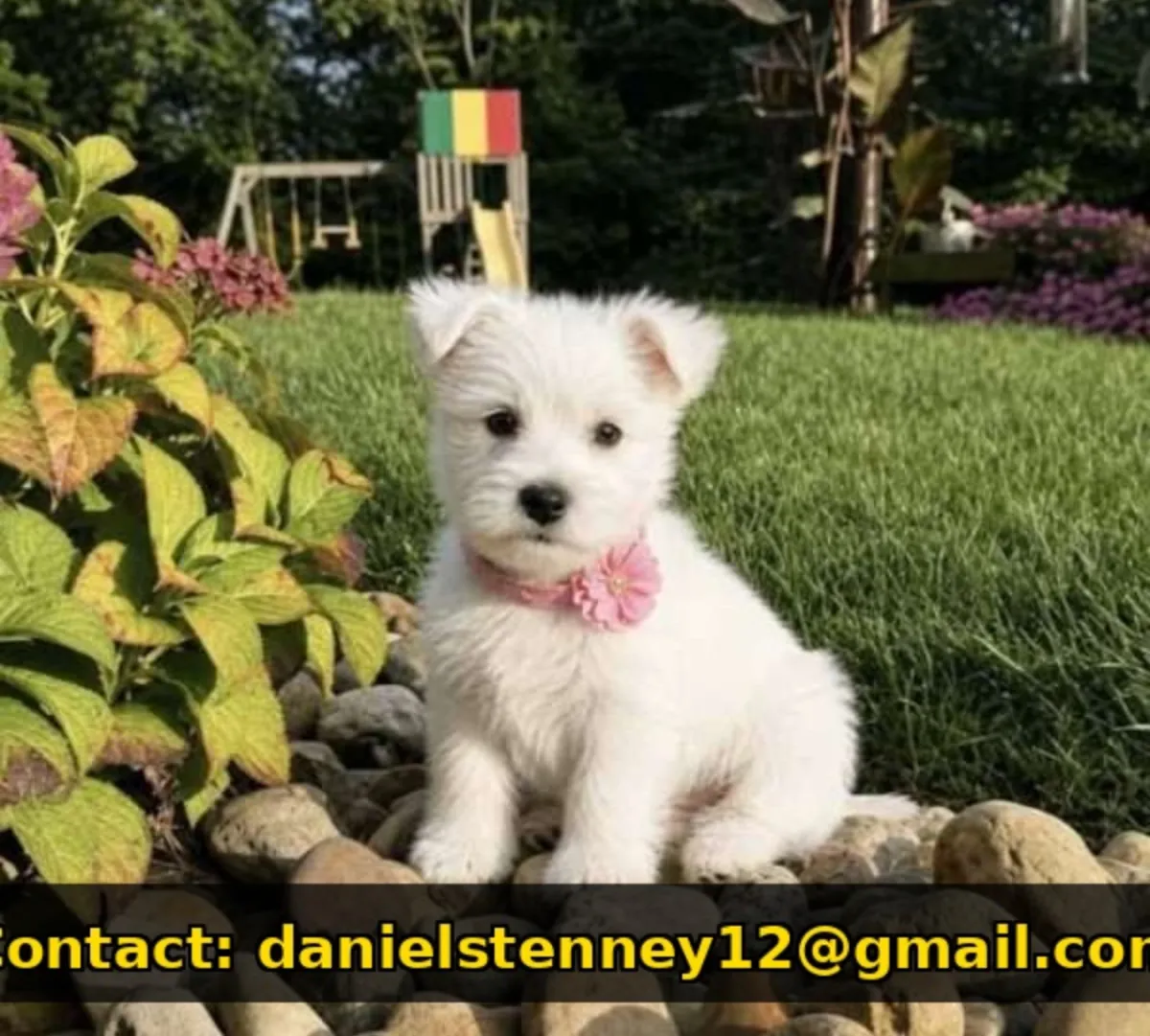 Safkan West Highland White Terrier
