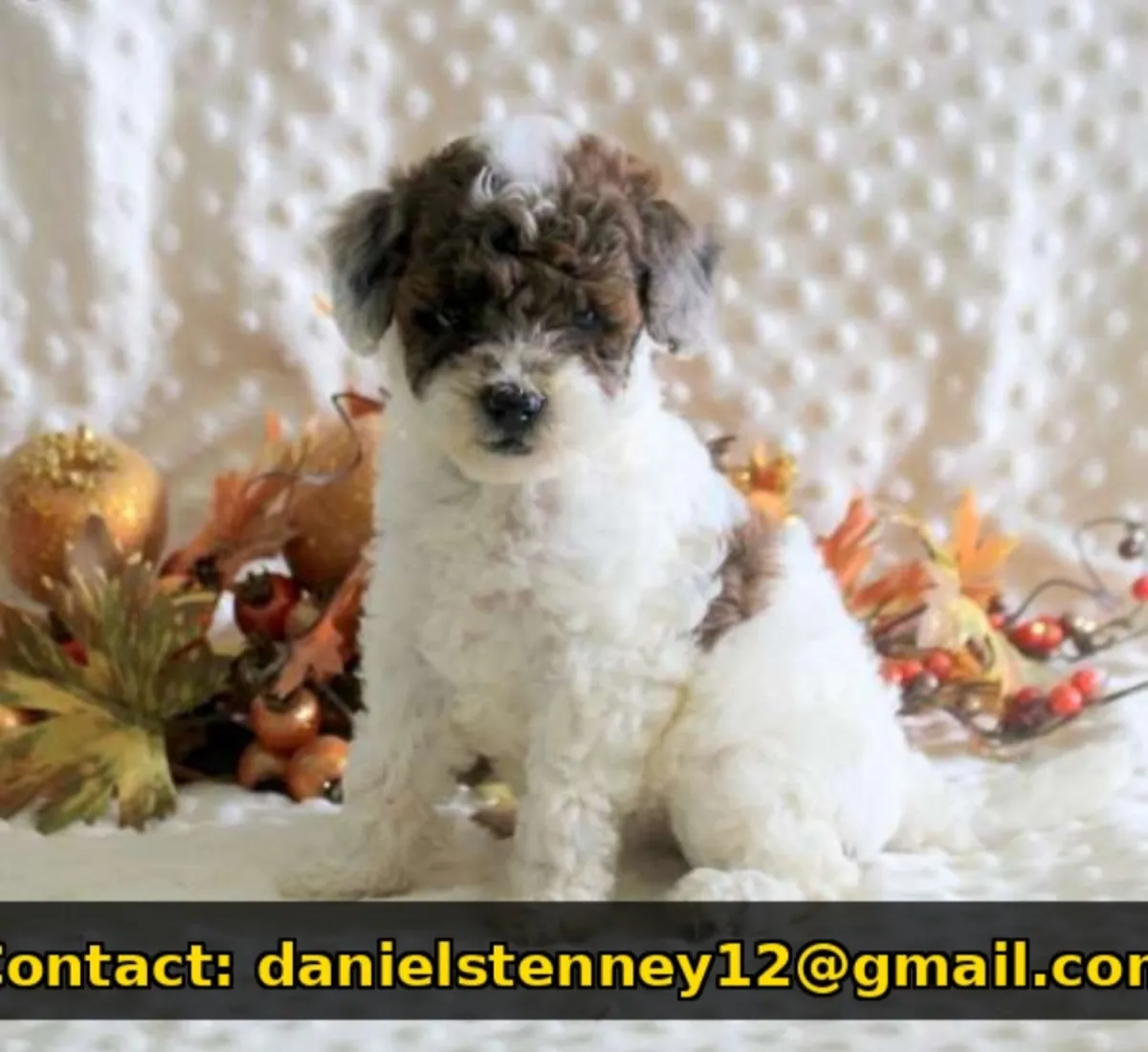 Playful Toy Poodle puppy