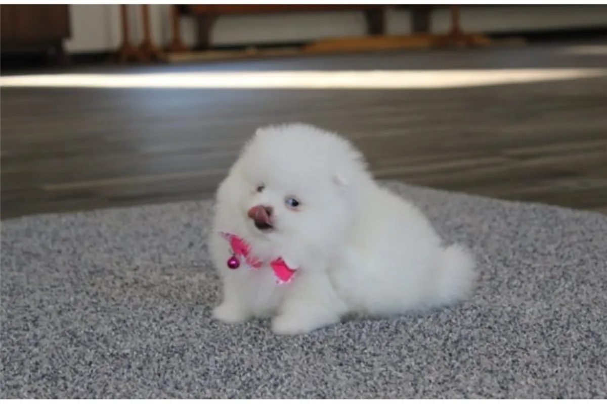 Chiots Pomeranian (type Boo)