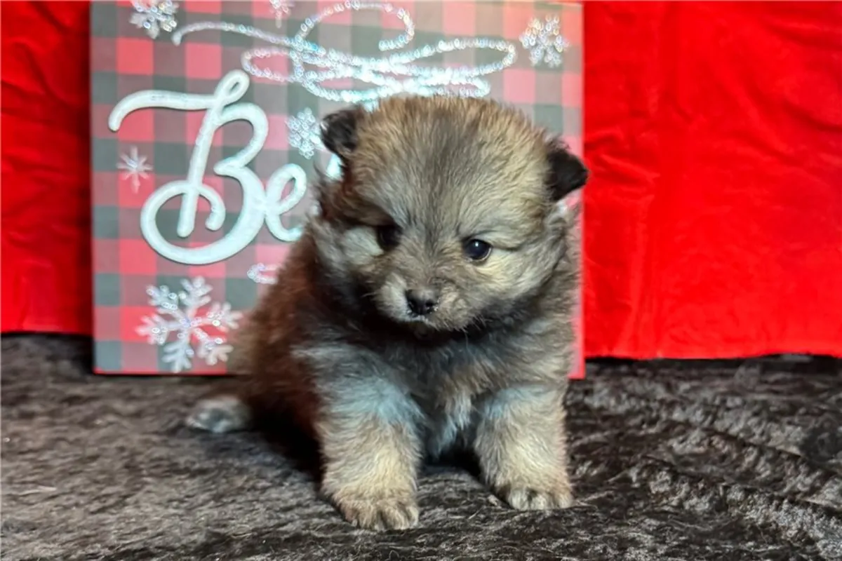 Chiots Pomeranian (type Boo)