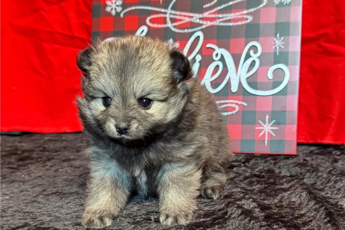 Chiots Pomeranian (type Boo)