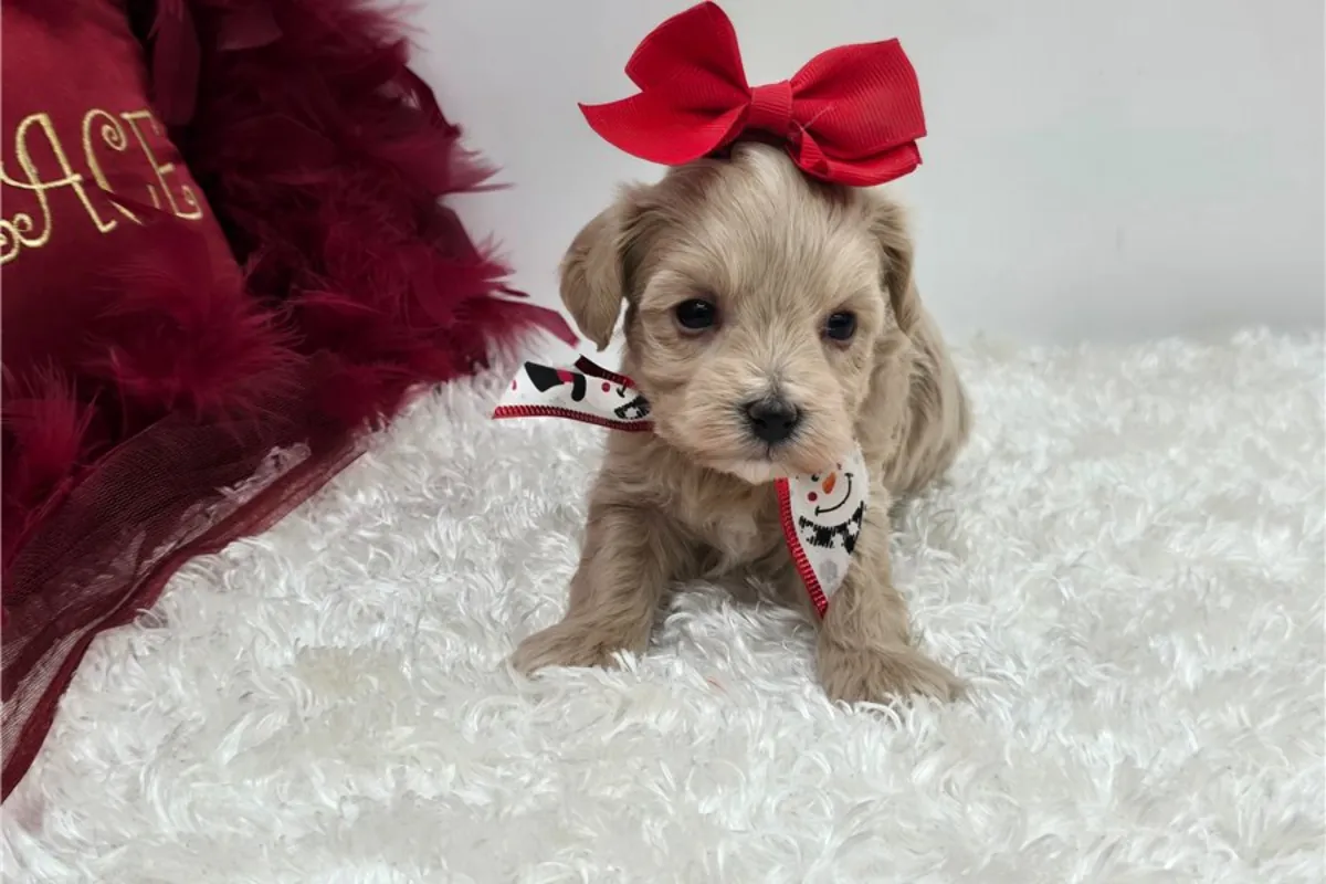 Cachorros de Maltipoo buscan un hogar cariñoso.