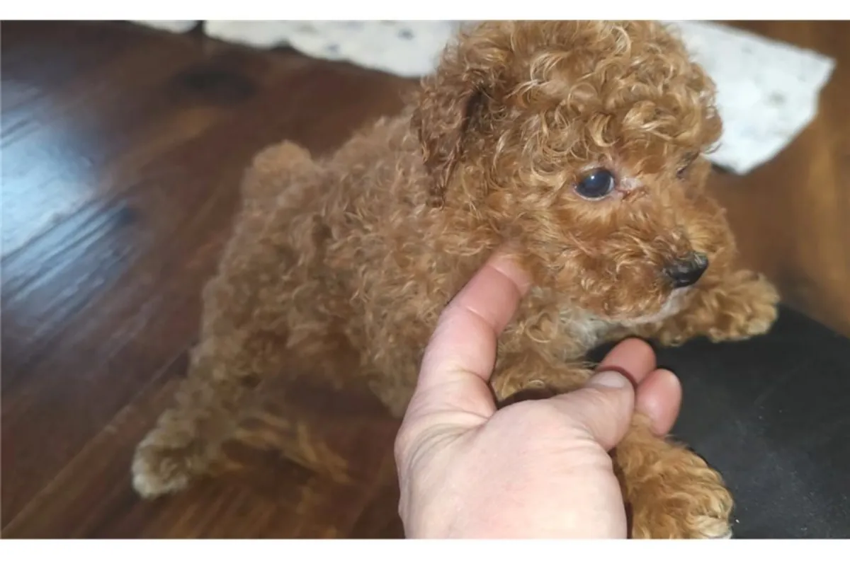 贵宾犬幼崽寻找温暖的家。