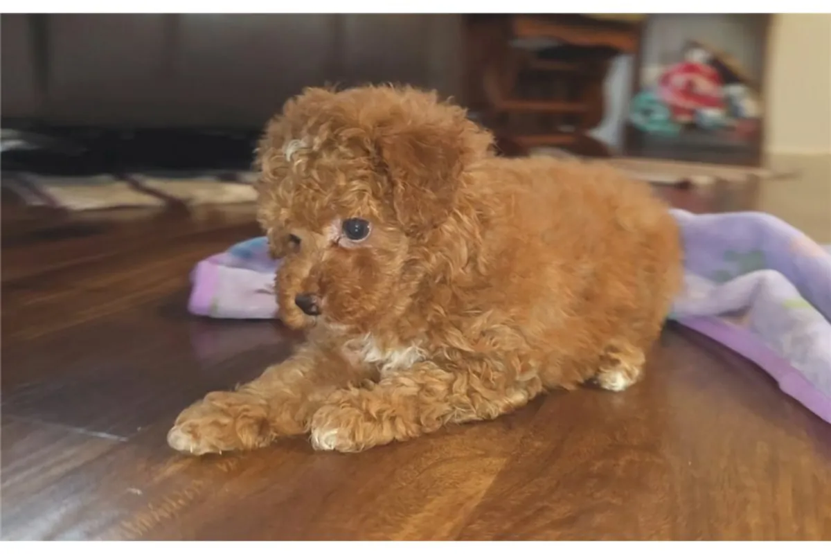 贵宾犬幼崽寻找温暖的家。