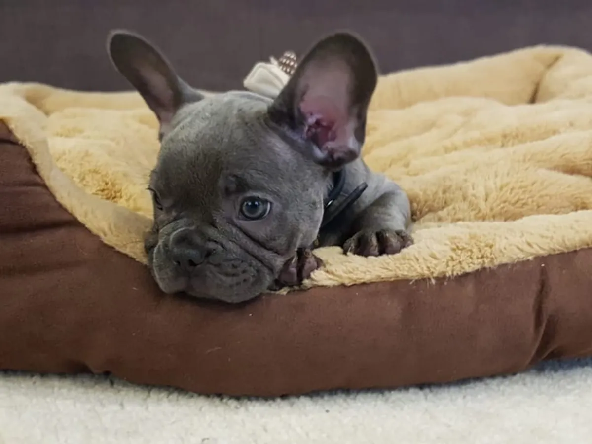 Bouledogues français